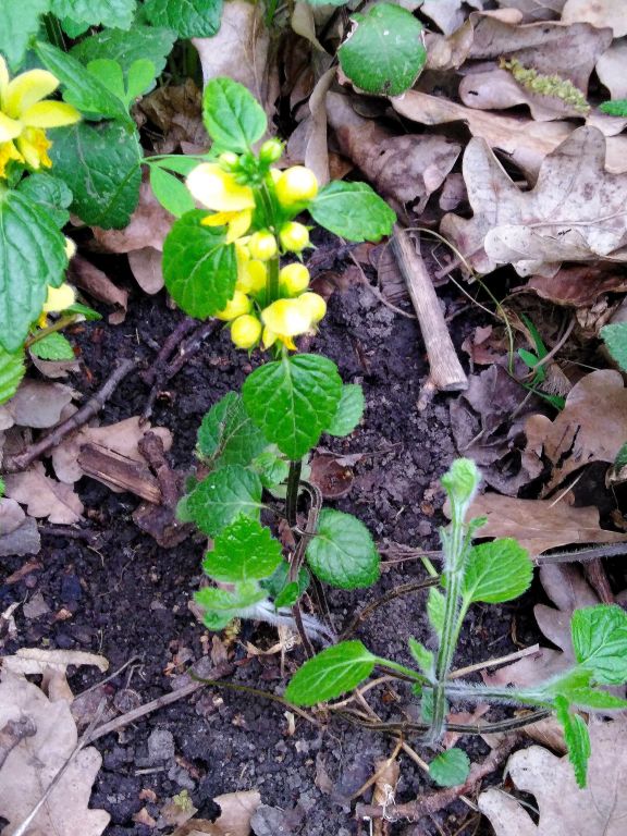 Lamium galeobdolon (L.) L.