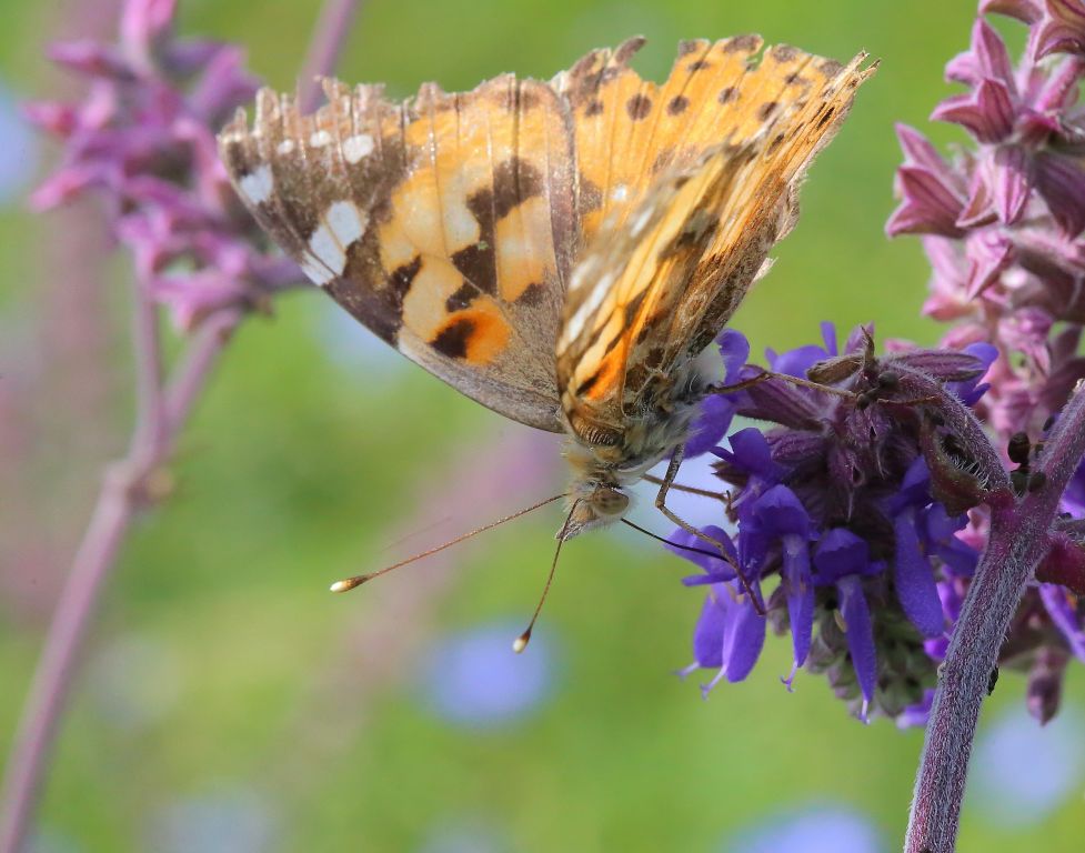 Vanessa cardui (Linnaeus, 1758)