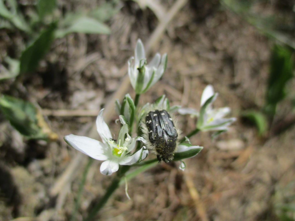 Tropinota (Epicometis) hirta (Poda, 1761)