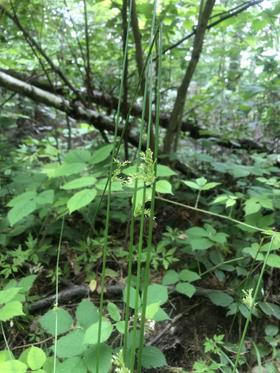 Juncus effusus L.