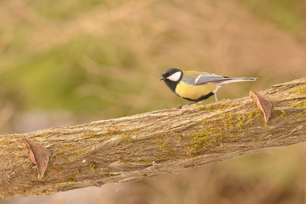 Parus major Linnaeus, 1758