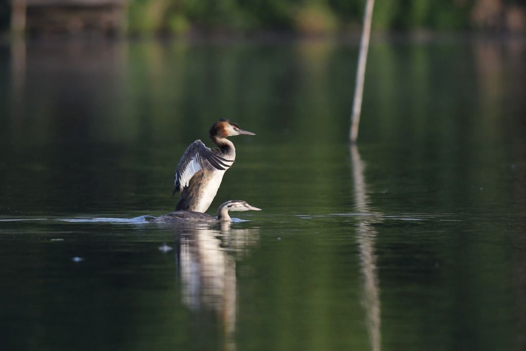 Podiceps cristatus (Linnaeus, 1758)
