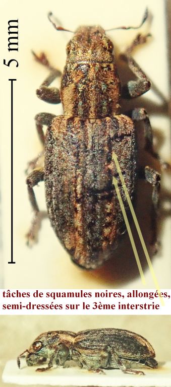Sitona cinnamomeus Allard, 1863