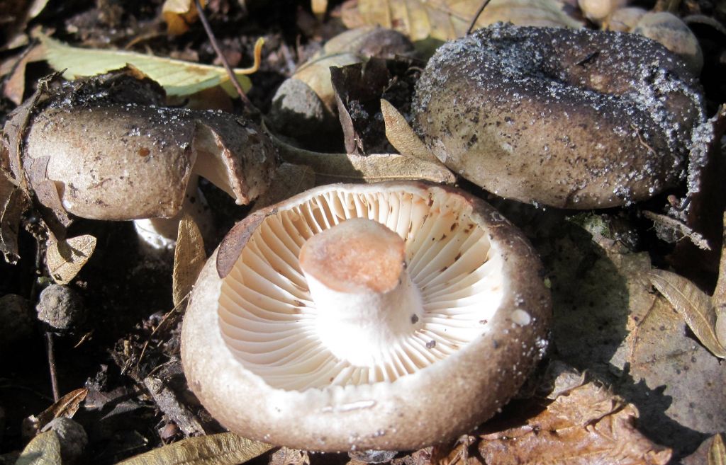 Russula nigricans Fr.