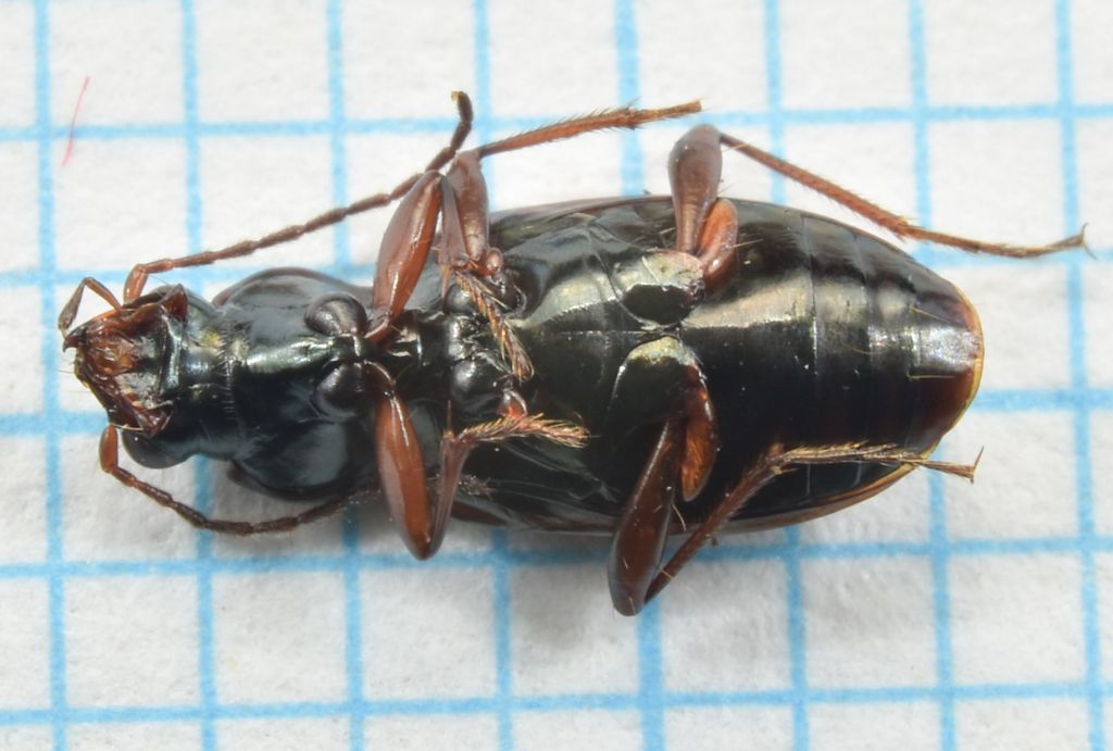 Bembidion (Eupetodromus) dentellum Thunberg, 1787