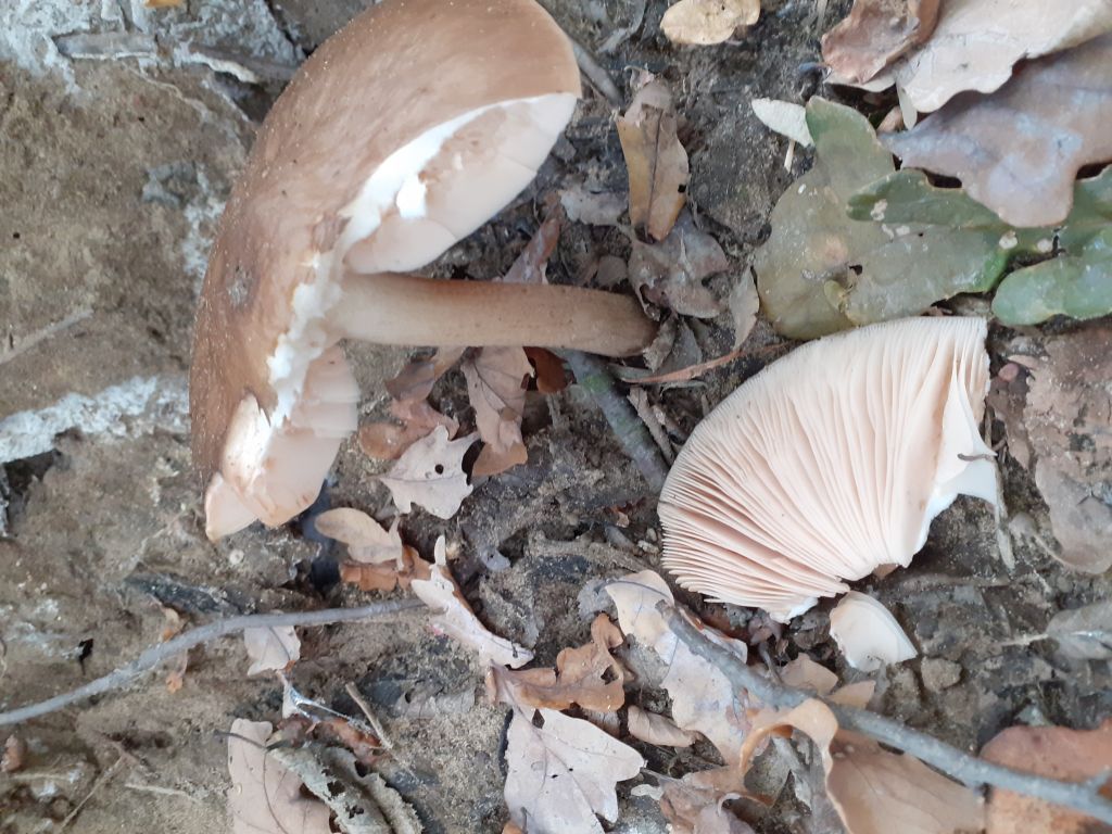 Pluteus cervinus (Schaeff.) P.Kumm.