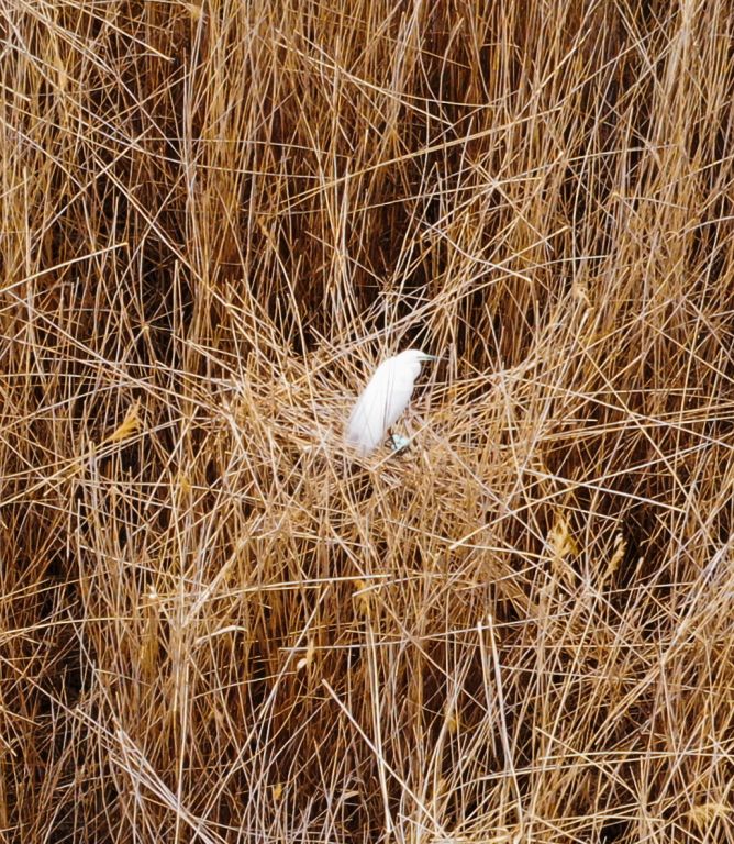 Ardea alba Linnaeus, 1758