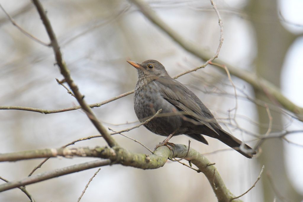 Turdus merula Linnaeus, 1758