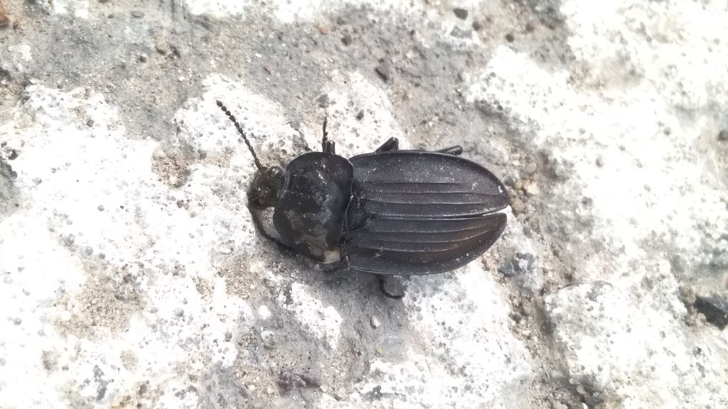 Silpha carinata Herbst, 1783
