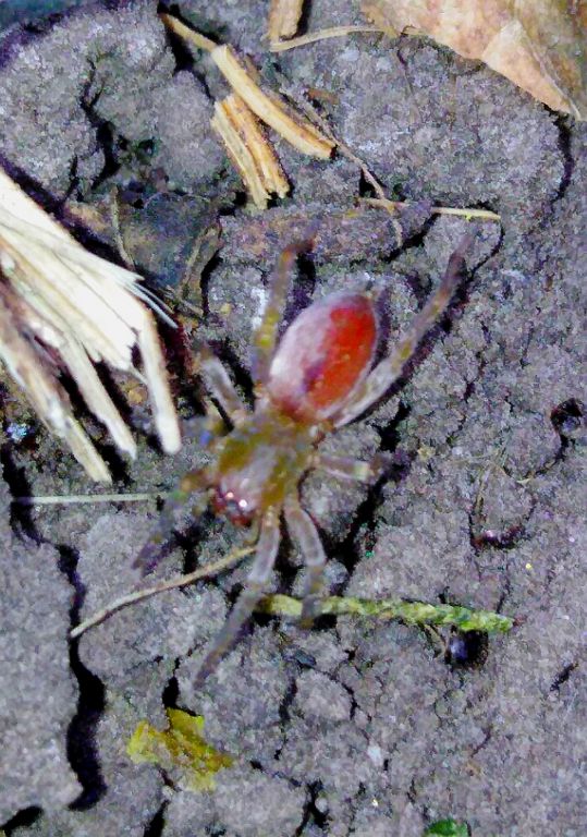 Clubionidae