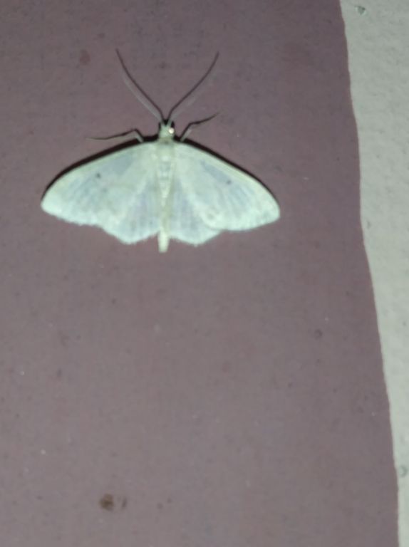 Geometridae