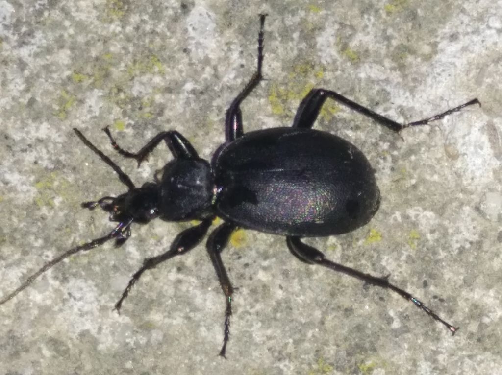 Cychrus (Cychrus) caraboides (Linnaeus, 1758)