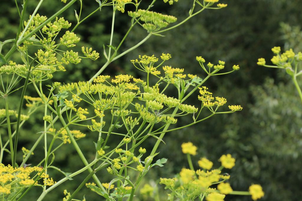 Pastinaca sativa L.
