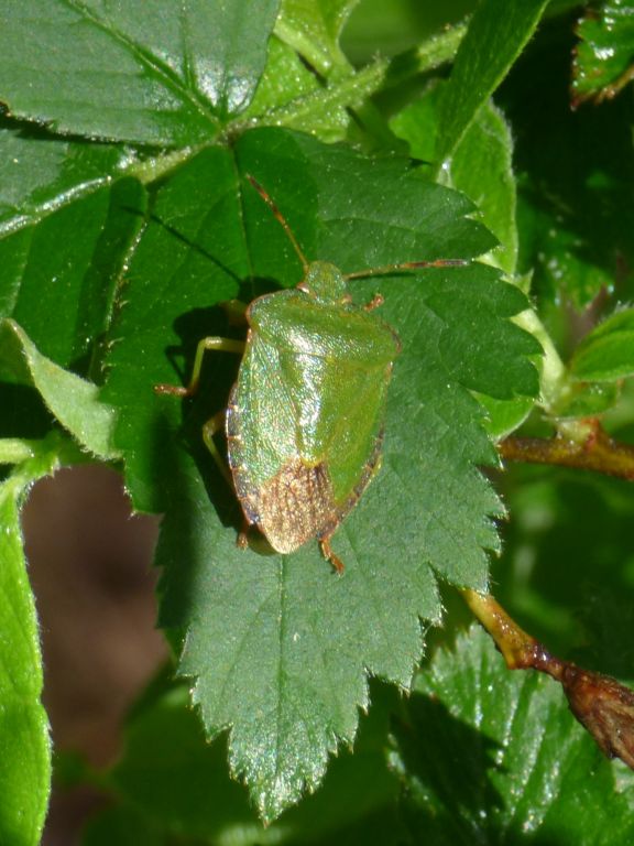 Palomena prasina (Linnaeus, 1761)