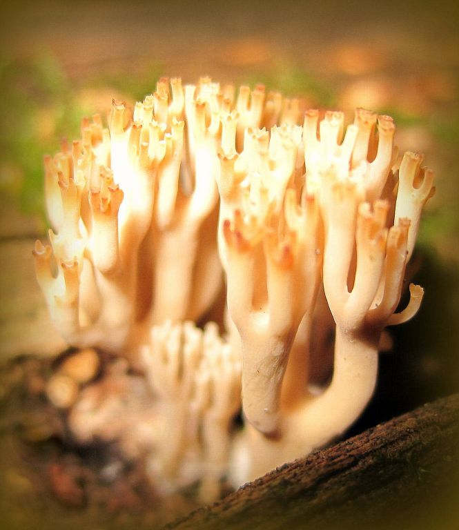 Artomyces pyxidatus (Pers.) Jülich