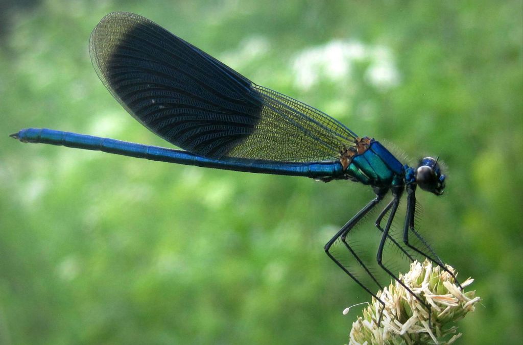 Calopteryx splendens (Harris, 1782)