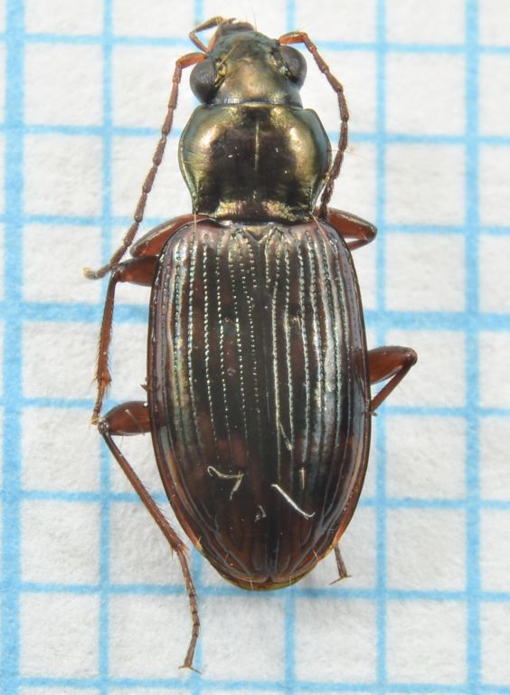Bembidion (Eupetodromus) dentellum Thunberg, 1787
