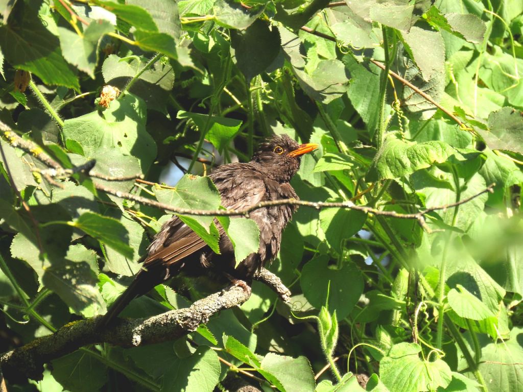 Turdus merula Linnaeus, 1758