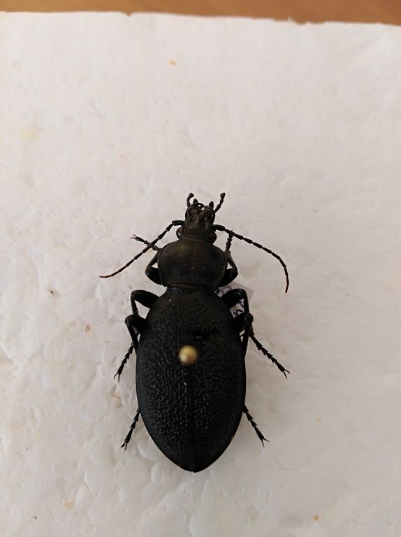 Carabus (Procrustes) coriaceus Linnaeus, 1758