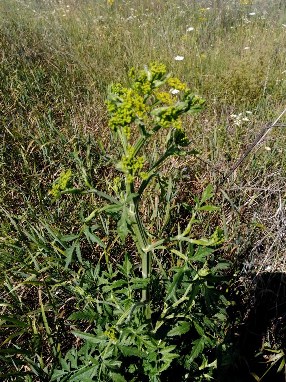 Pastinaca sativa L.