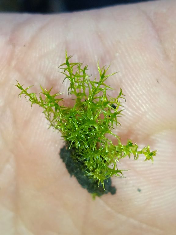 Bryophyta Schimp.