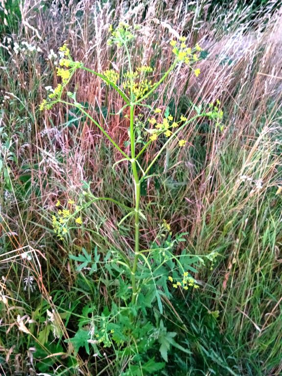 Pastinaca sativa L.