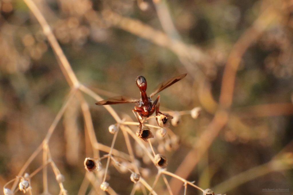 Physocephala chrysorrhoea (Meigen, 1824)