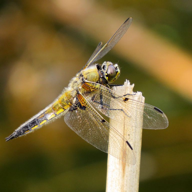 Libellula quadrimaculata Linnaeus, 1758