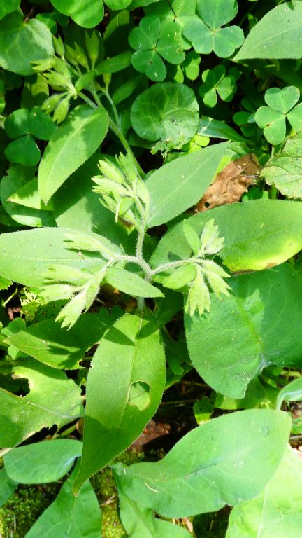 Pulmonaria filarszkyana Jáv.