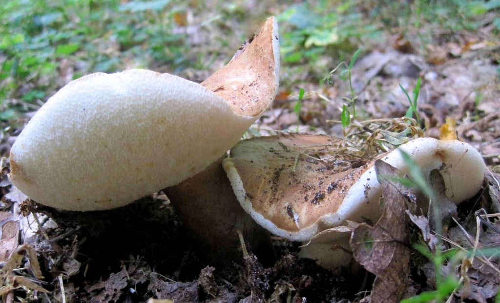 Gyroporus castaneus (Bull.) Quél.