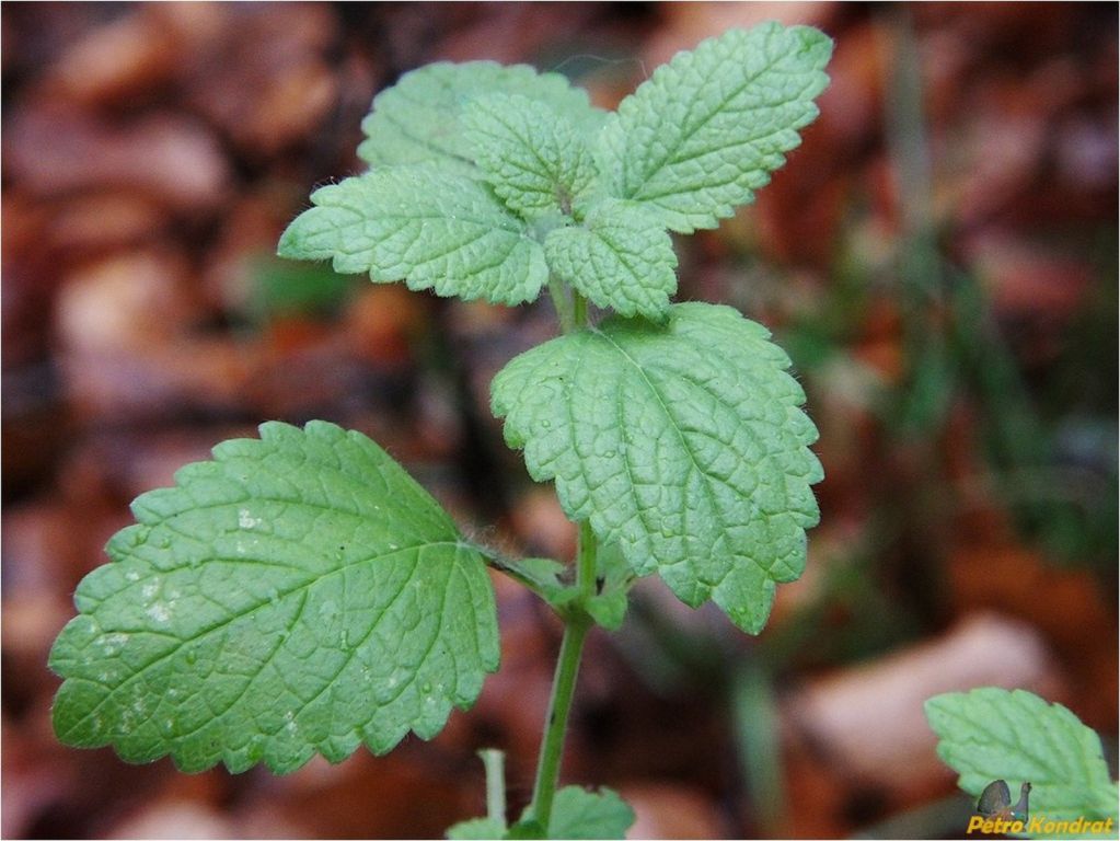 Lamium galeobdolon (L.) L.