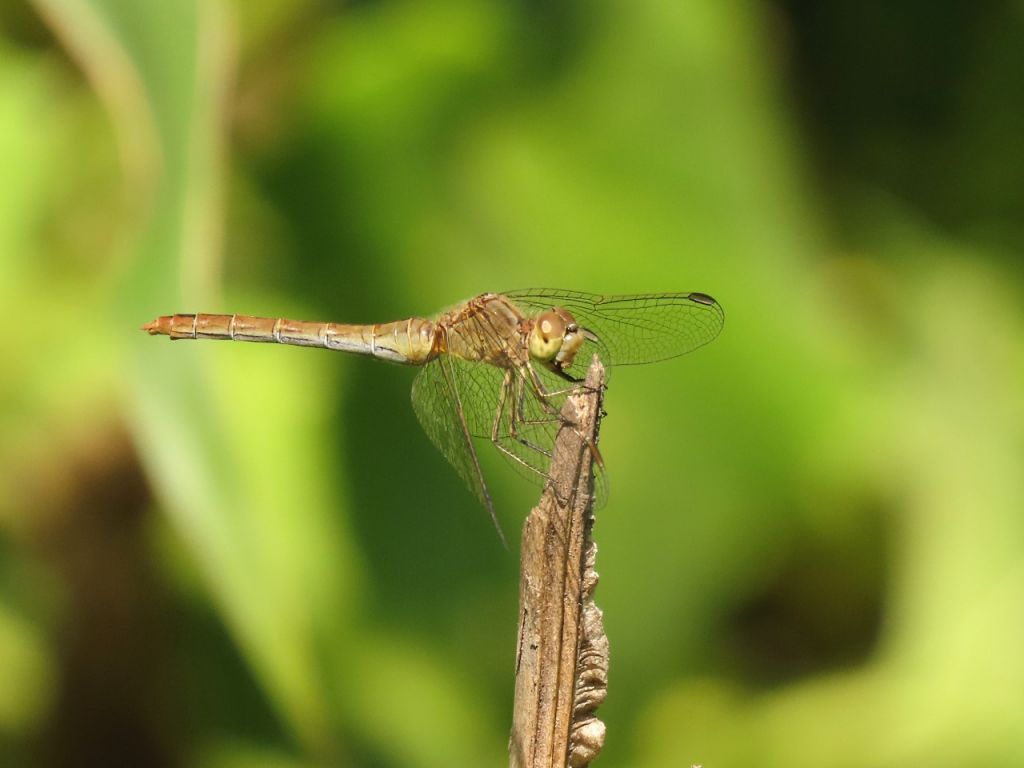 Sympetrum meridionale (Selys, 1841)