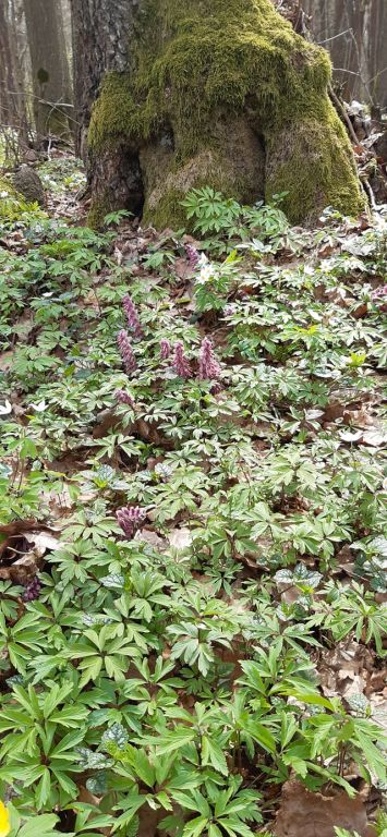 Lathraea squamaria L.