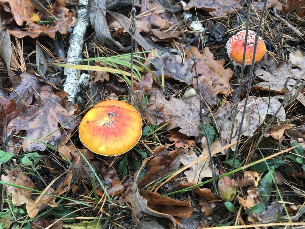 Amanita