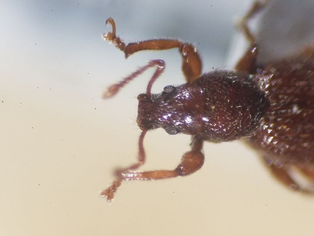 Exomias trichopterus (Gautier, 1863)