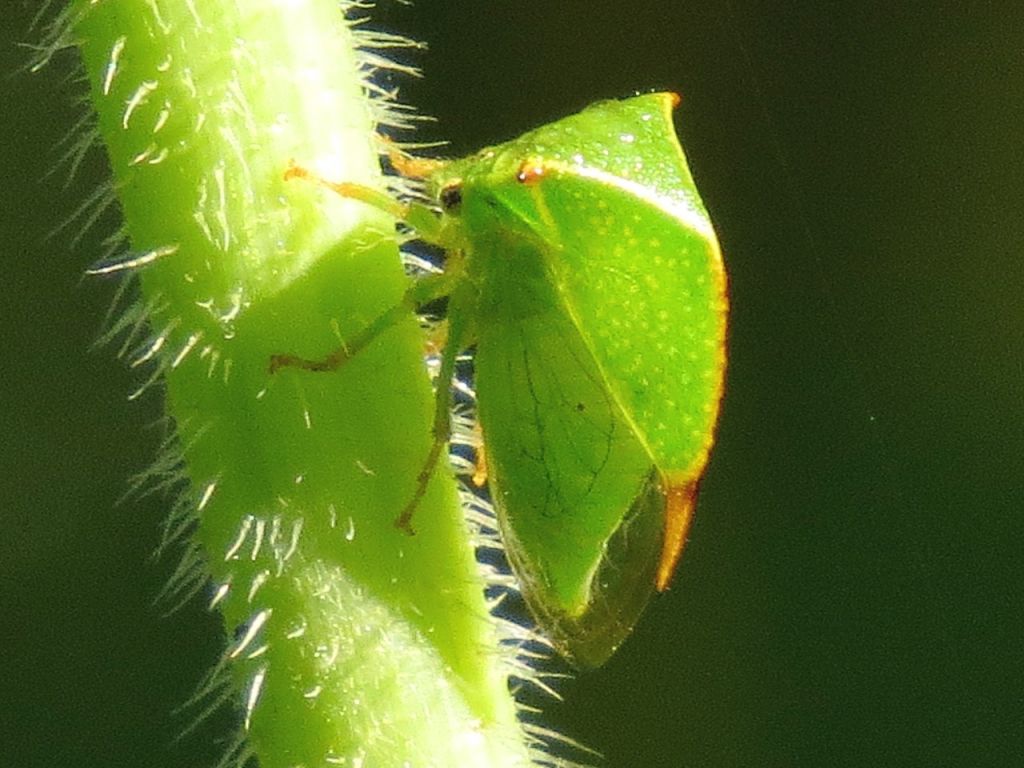 Stictocephala bisonia Kopp & Yonke, 1977