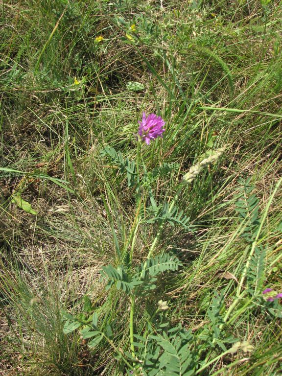 Astragalus onobrychis L.