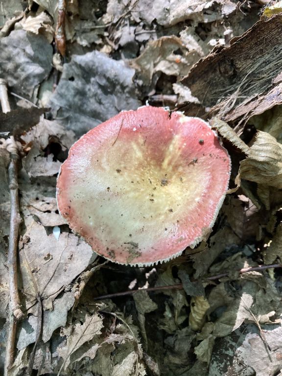 Russula