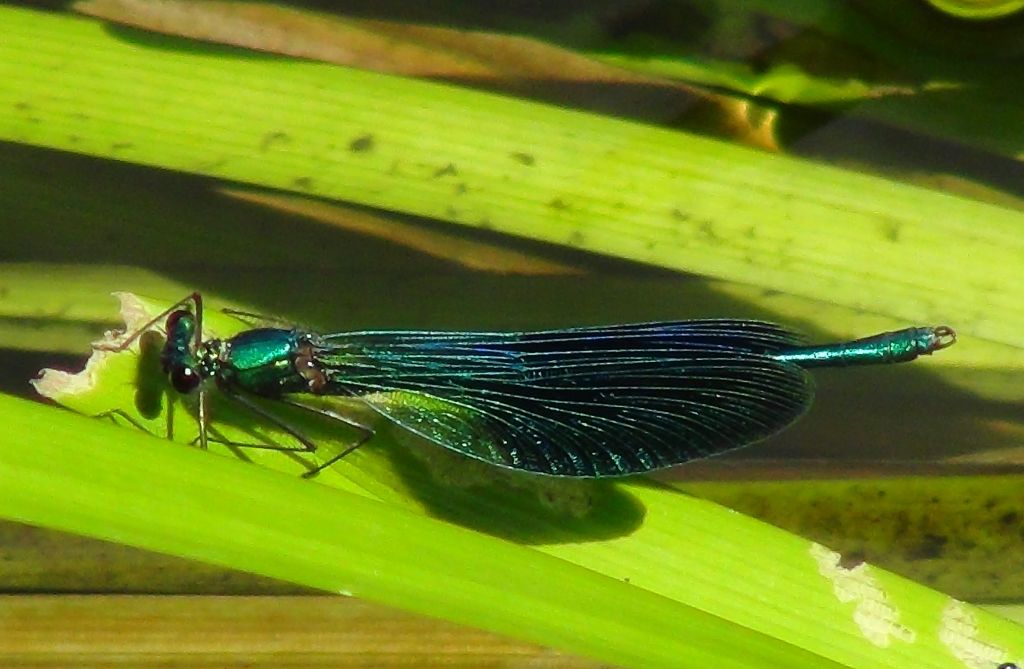 Calopteryx splendens (Harris, 1782)