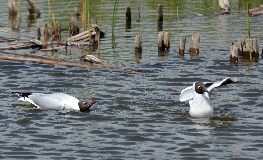 Chroicocephalus ridibundus (Linnaeus, 1766)