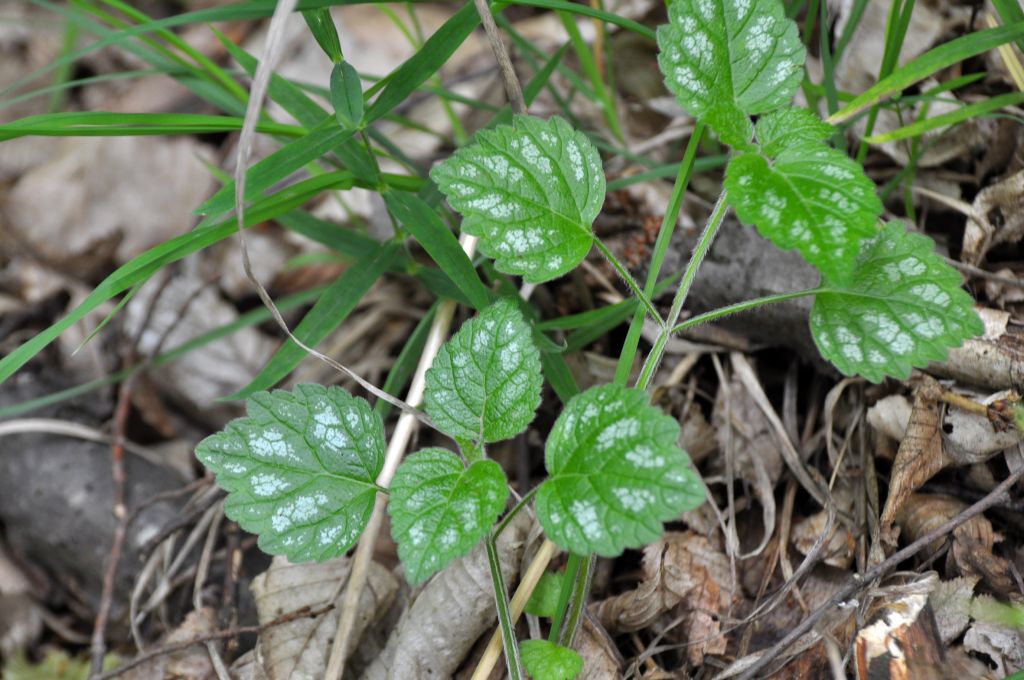 Lamium galeobdolon (L.) L.
