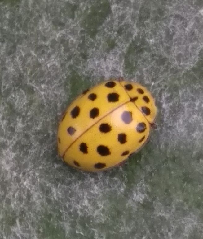Psyllobora (Thea) vigintiduopunctata (Linnaeus, 1758)