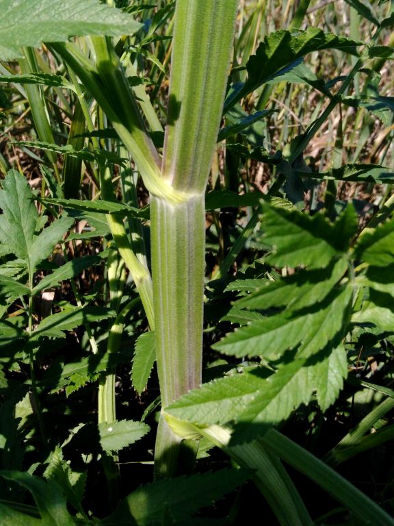 Pastinaca sativa L.