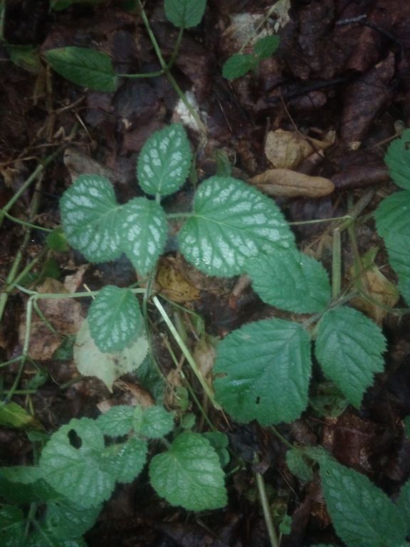 Lamium galeobdolon (L.) L.