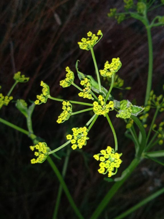 Pastinaca sativa L.