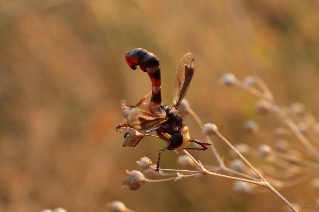 Physocephala chrysorrhoea (Meigen, 1824)