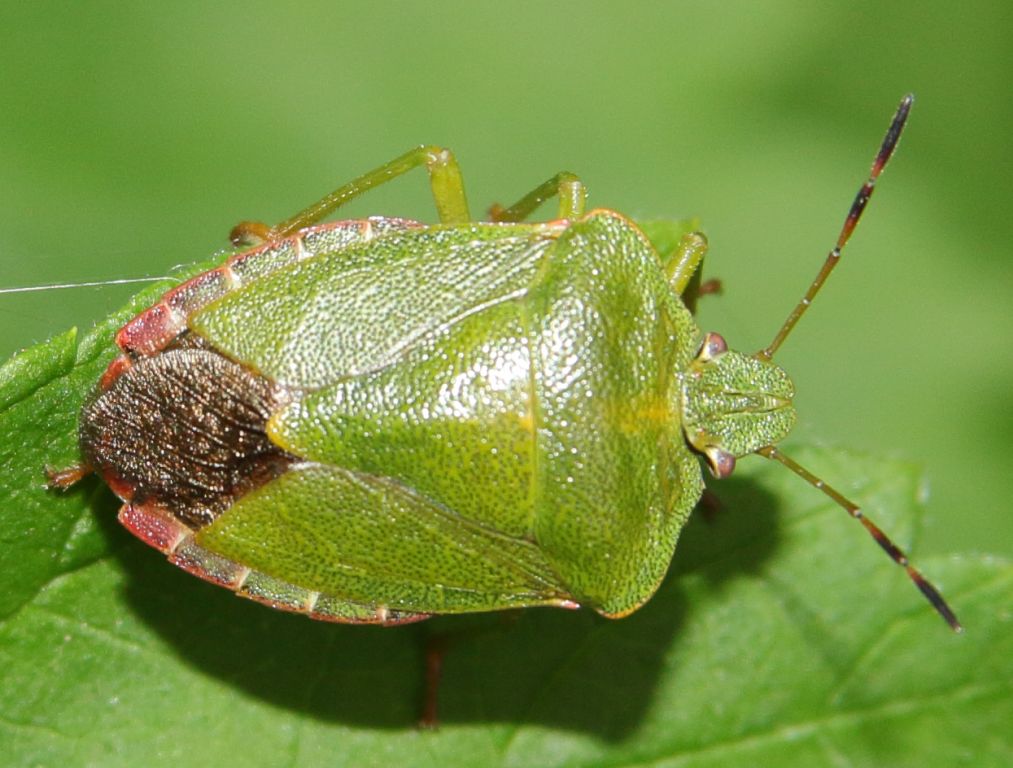 Palomena prasina (Linnaeus, 1761)