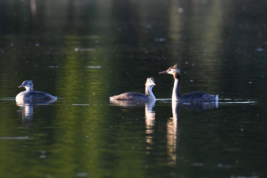 Podiceps cristatus (Linnaeus, 1758)