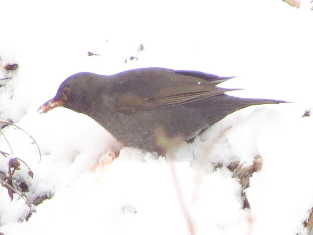 Turdus merula Linnaeus, 1758