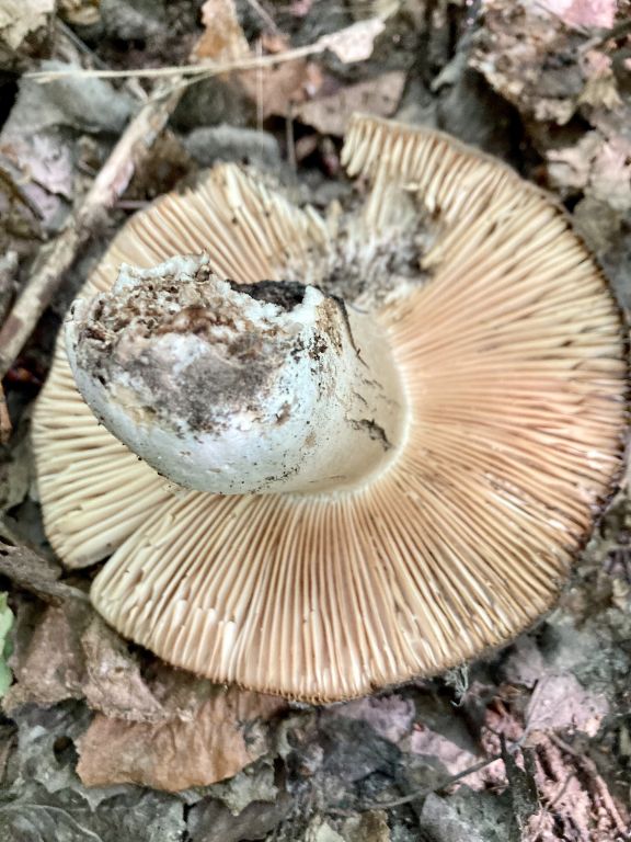 Russula nigricans Fr.